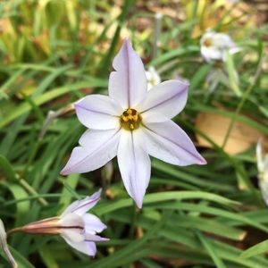 Meet your Posher, Savannah